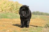 CHOW CHOW 270